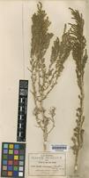 Type of Suaeda mexicana Standl. (Standl.) [family CHENOPODIACEAE]