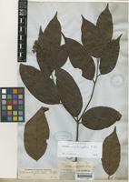 Isotype of Cordia scabrifolia A.DC. [family BORAGINACEAE]