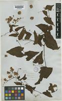 Antigonon leptopus Hook. & Arn. [family POLYGONACEAE]