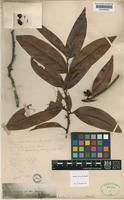 Matayba robusta Radlk. [family SAPINDACEAE]