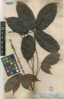 Paullinia firma Radlk. [family SAPINDACEAE]