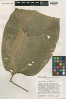 Isotype of Calathea pallidicosta H.A.Kenn. [family MARANTACEAE]
