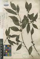 Mollinedia engleriana Perkins [family MONIMIACEAE]