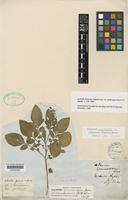 Syntype of Solanum commersonii Dunal var. glabratum Hook.f. [family SOLANACEAE]