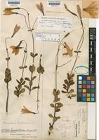 Celiantha imthurniana (Oliv.) Maguire [family GENTIANACEAE]