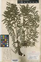 Isotype of Asplenium potosinum Hieron. var. incisum Hieron. [family ASPLENIACEAE]