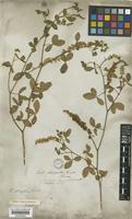 Crotalaria uncinella Lam. subsp. elliptica (Roxb.) Polhill [family LEGUMINOSAE-PAPILIONOIDEAE]
