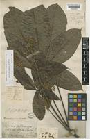 Aesculus assamica Griff. [family HIPPOCASTANACEAE]