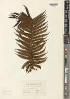 Type of Cyathea aramaganensis Kaneh. [family CYATHEACEAE]