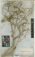 Brassica deflexa Boiss. var. lasiocalycina (Boiss. et Haussk.) O.E.S. [family CRUCIFERAE]