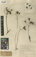 Melia azedarach L. [family MELIACEAE]