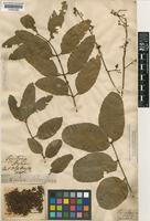Soymida febrifuga (Roxb.) A.Juss. [family MELIACEAE]