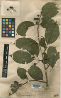 Ilex macrocarpa Oliv. [family AQUIFOLIACEAE]