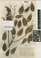 Isotype of Dryobalanops fusca Slooten [family DIPTEROCARPACEAE]