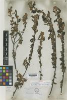 Isotype of Commersonia crispa Turcz. [family STERCULIACEAE]