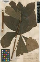 Type of Rodgersia aesculifolia Batalin [family SAXIFRAGACEAE]