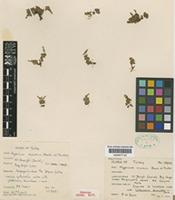Holotype of Hypericum minutum P.H.Davis & Poulter [family CLUSIACEAE]