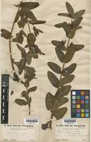 Triadenum japonicum (Blume) Makino [family CLUSIACEAE]
