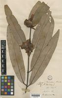 Mesua thwaitesii Planch. & Triana [family CLUSIACEAE]
