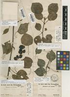 Schisandra repanda (Siebold & Zucc.) Radlk. [family SCHISANDRACEAE]