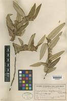 Syntype of Lasiopetalum longistamineum Maiden & Betche [family STERCULIACEAE]
