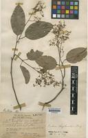 Pentace strychnoidea King [family TILIACEAE]