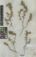 Syntype of Hibbertia ledifolia Benth. [family DILLENIACEAE]