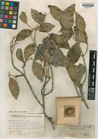 Isotype of Linociera foveolata (E.Mey.) Knobl. subsp. major Verd. [family OLEACEAE]