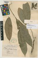 Holotype of Goniothalamus undulatus Ridl. [family ANNONACEAE]