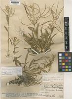 Isotype of Erysimum deflexum Cullen [family CRUCIFERAE]