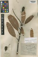 Mangifera pentandra Hook.f. [family ANACARDIACEAE]