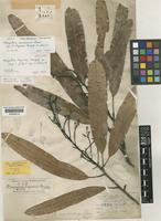 Isotype of Mangifera fragrans Maingay [family ANACARDIACEAE]