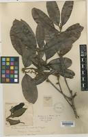 Buchanania barberi Gambte [family ANACARDIACEAE]