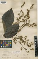 Type of Semecarpus rufovelutinus Ridley [family ANACARDIACEAE]