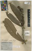 Melanochyla fulvinervia (Blume) Ding Hou [family ANACARDIACEAE]