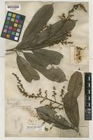 Type of Melanochyla maingayi Hook.f. [family ANACARDIACEAE]