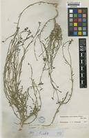 Haplophyllum tuberculatum (Forssk.) A. Juss. [family RUTACEAE]