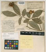 Lectotype of Harpullia pendula Planch. ex F.Muell. [family SAPINDACEAE]