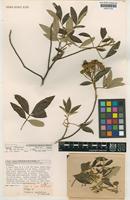 Isotype of Cossinia australiana S.T.Reynolds [family SAPINDACEAE]