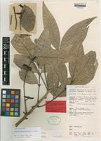 Isotype of Arytera novaebrittanniae H.Turner [family SAPINDACEAE]