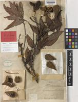 Syntype of Cupania acuta Hiern [family SAPINDACEAE]