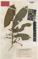 Isotype of Cupaniopsis stenopetala Radlk. [family SAPINDACEAE]