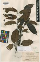 Guioa bicolor Merr. [family SAPINDACEAE]