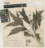 Isotype of Guioa discolor Radlk. [family SAPINDACEAE]