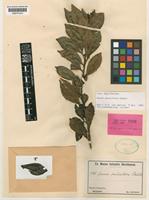 Isotype of Guioa pauciflora Radlk. [family SAPINDACEAE]