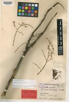 Isotype of Guioa contracta Radlk. [family SAPINDACEAE]