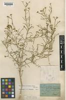 Haplophyllum tuberculatum (Forssk.) A. Juss. [family RUTACEAE]