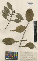 Citrus webberii Wester var. montana Wester [family RUTACEAE]