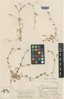 Holotype of Silene fraudatrix Meikle [family CARYOPHYLLACEAE]