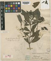 Type of Pavetta ternifolia Hook.f. ex Oliv. [family RUBIACEAE]